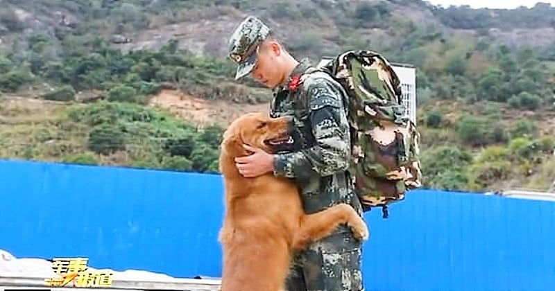 Après des années de relation, ce golden retriever de l'armée refuse de laisser partir à la retraite son maître-chien