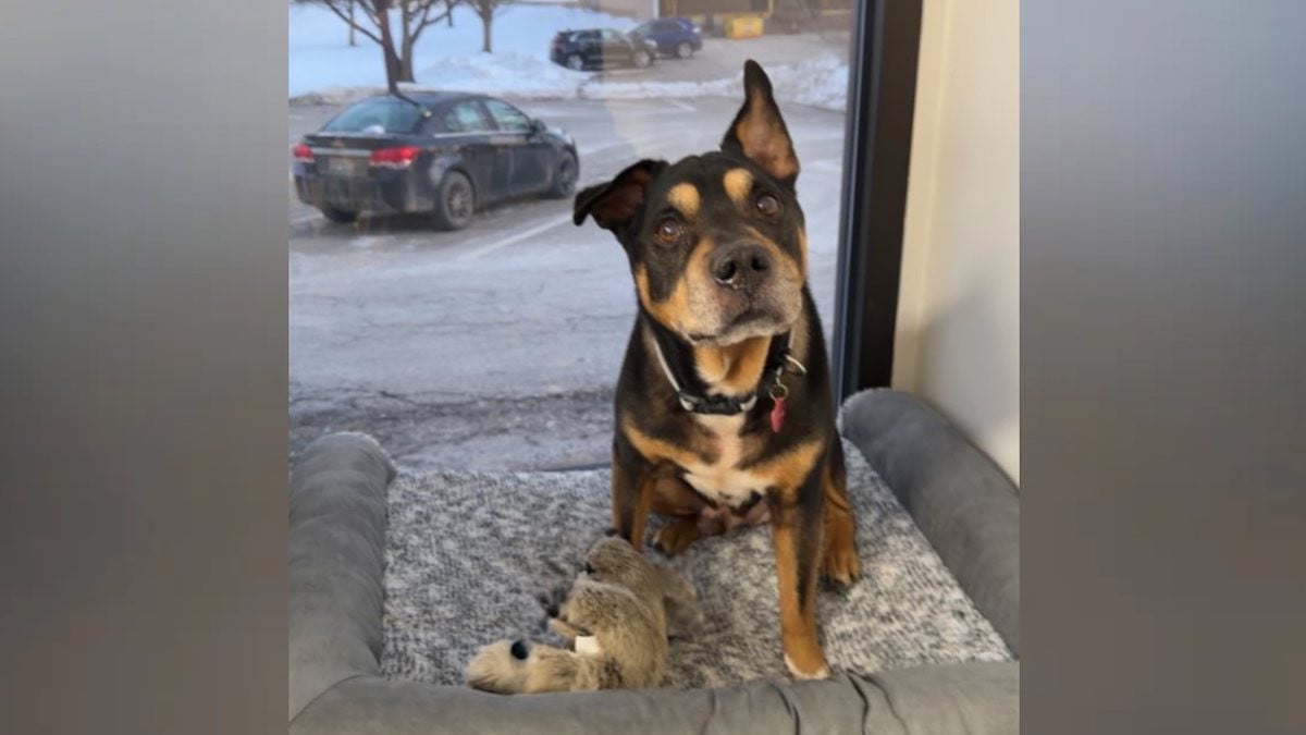 Lil Graig, le chien adopté par la police 