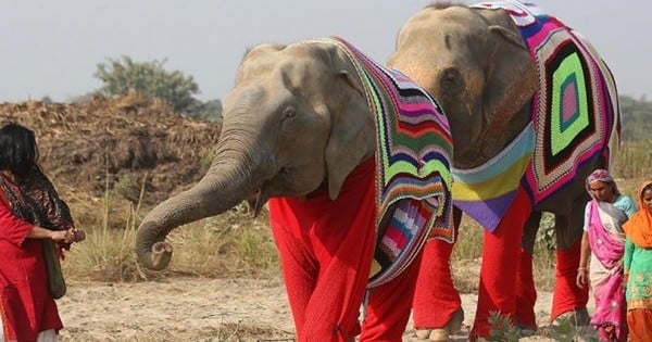 Dans ce village en Inde, on tricote des pulls pour tenir chaud aux éléphants l'hiver !