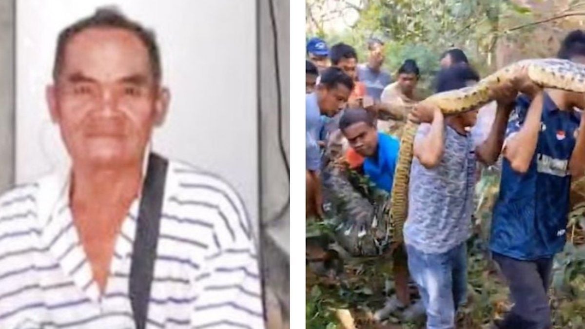 Un python de 8 mètres dévore vivant un fermier de 61 ans, les habitants sous le choc
