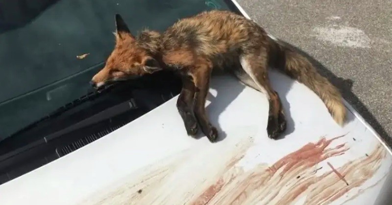 Un militant anti-chasse retrouve la dépouille d'un renard sur sa voiture, maculée de sang