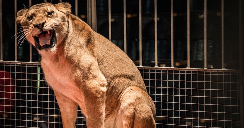 L'Italie interdit les spectacles et les cirques exploitant les animaux