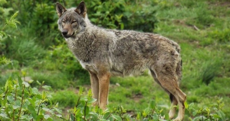 Emmanuel Macron compte « réguler » la population de loups