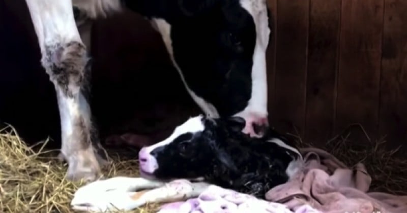 Promise à l'abattoir, cette vache s'échappe puis donne naissance à un petit veau dans un refuge