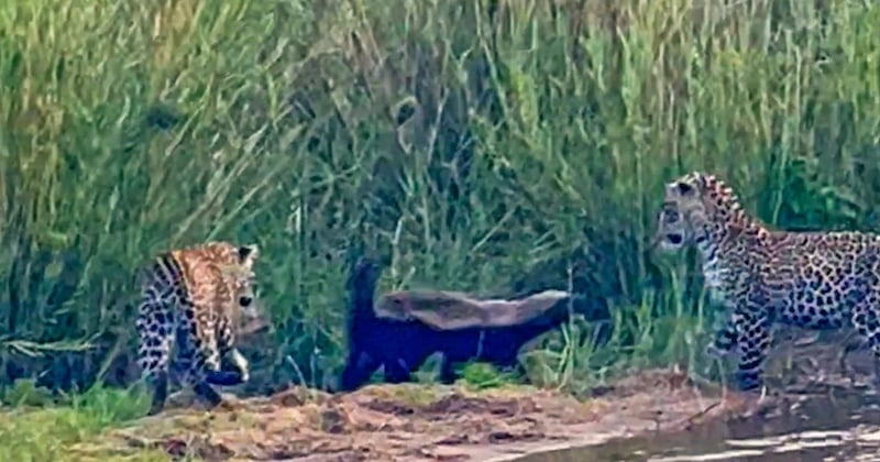 VIDÉO : ces 3 léopards ont attaqué l'animal le plus agressif du monde... et l'ont amèrement regretté