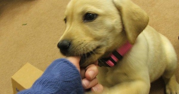 14 choses qui prouvent que vous considérez votre chien comme votre enfant !