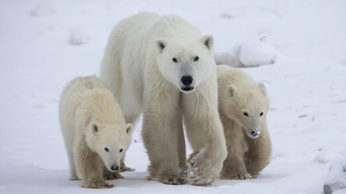 Une ourse polaire adopte un ourson solitaire, un cas extrêmement rare 