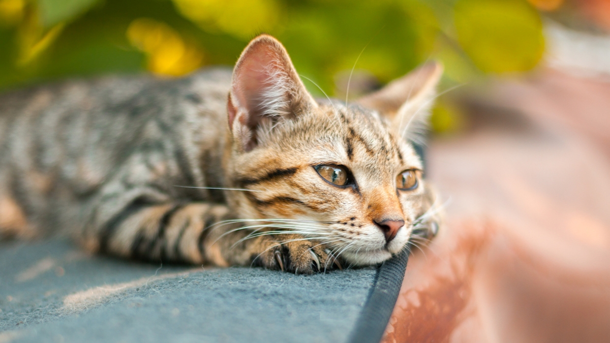 Meurthe-et-Moselle : il retrouve son chat adoré cinq ans après sa disparition