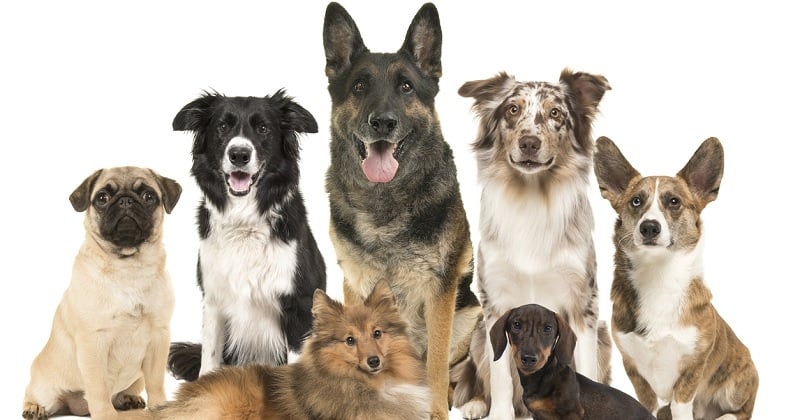 Avec 12,72 ans d'espérance de vie, voici la race de chien qui vit le plus longtemps, selon une étude