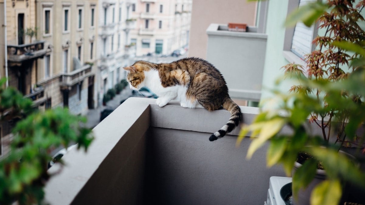 Syndrôme du chat parachutiste : quel est ce phénomène inquiétant qui touche de nombreux félins ?
