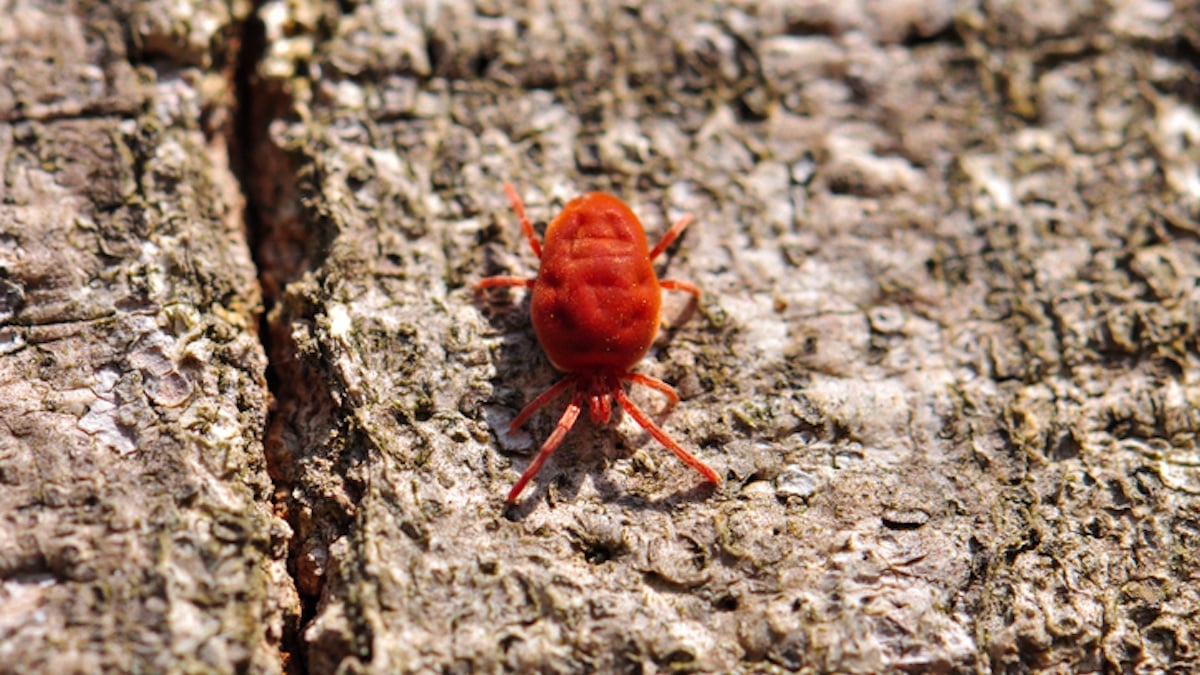 Contre les mites, ce fruit que l'on trouve partout est la solution miracle