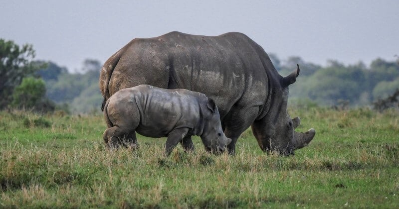 	 Pour la première fois en 21 ans, aucun rhinocéros n'a été tué par des braconniers au Kenya