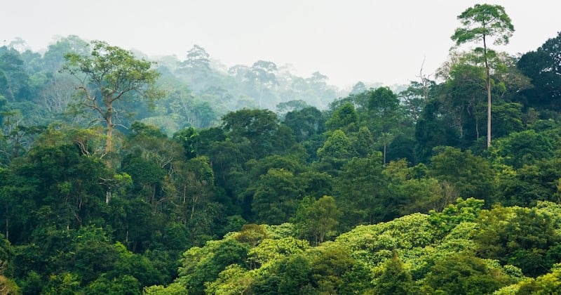 À cause des incendies et de la déforestation, les forêts tropicales disparaissent à un rythme alarmant