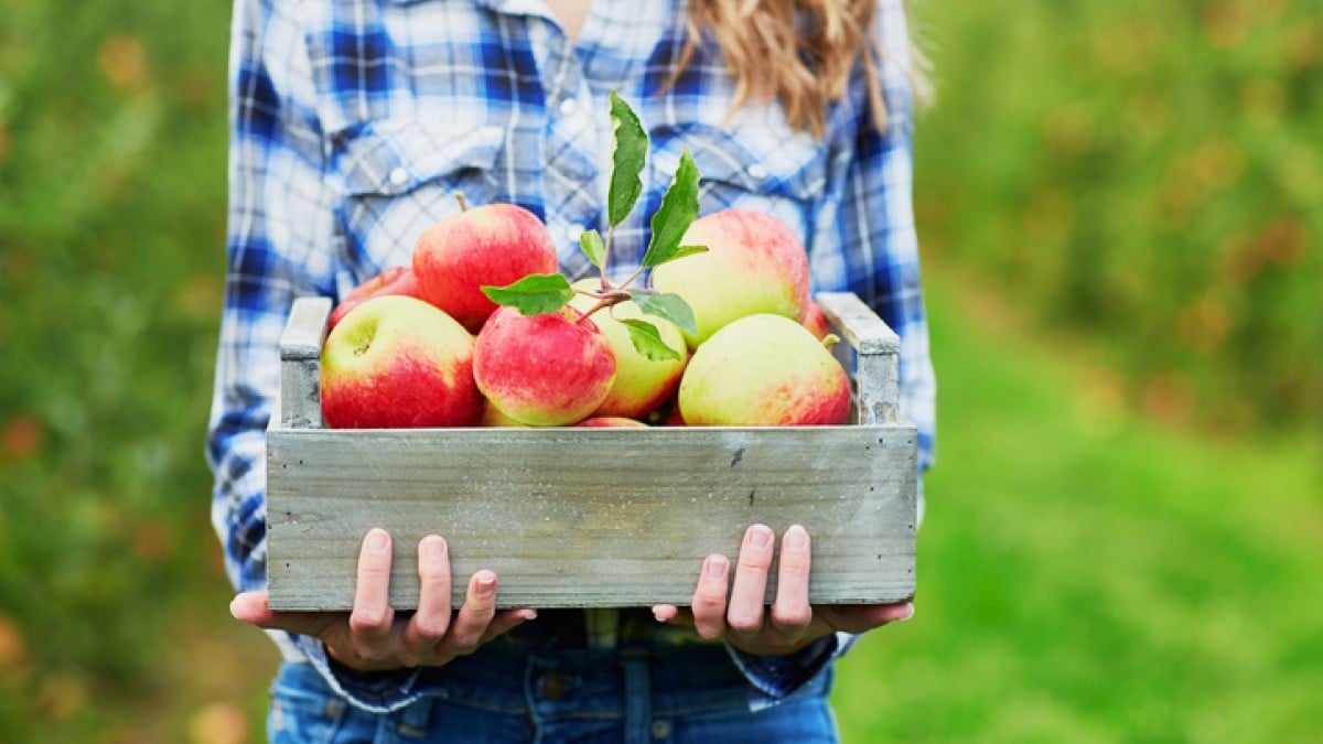 Une association solidaire récolte les surplus de fruits et légumes pour une noble cause, à Dijon