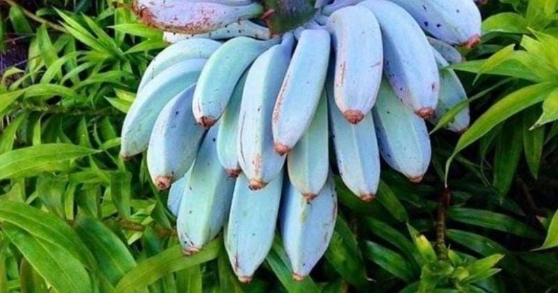 Cette variété de banane bleue a le goût d'une glace à la... vanille