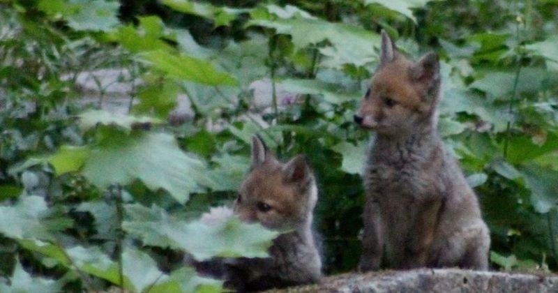 Une famille de renards a élu domicile au cimetière du Père-Lachaise, une première !