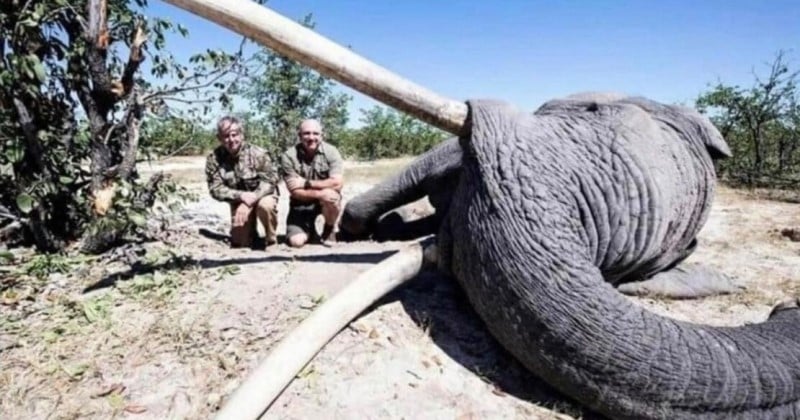 Au Botswana, un chasseur a payé 50 000 dollars pour tuer l'un des plus grands éléphants du pays