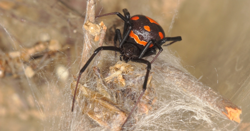 L'araignée la plus dangereuse d'Europe aperçue en Gironde pour la première fois depuis deux siècles