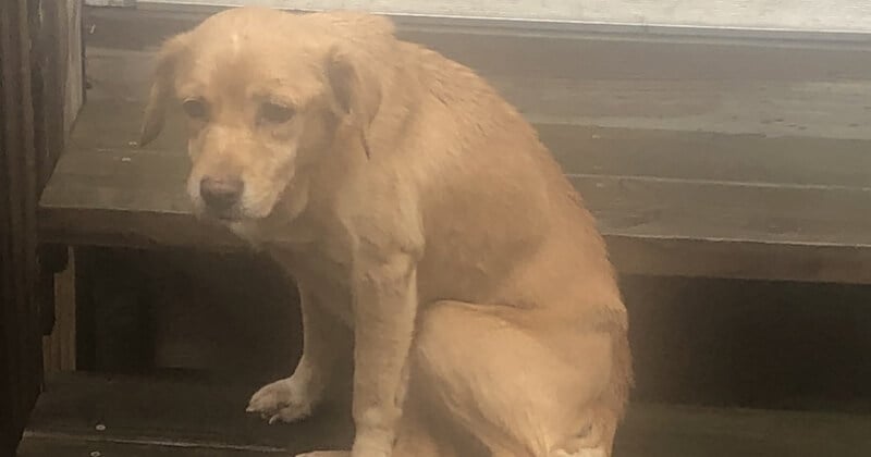 Affamée, une chienne errante trouve refuge dans une maison et se fait adopter