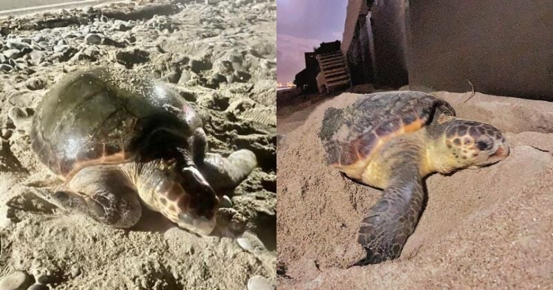 Cette tortue Caouanne a pondu ses œufs sur une plage des Alpes-Maritimes, du jamais vu