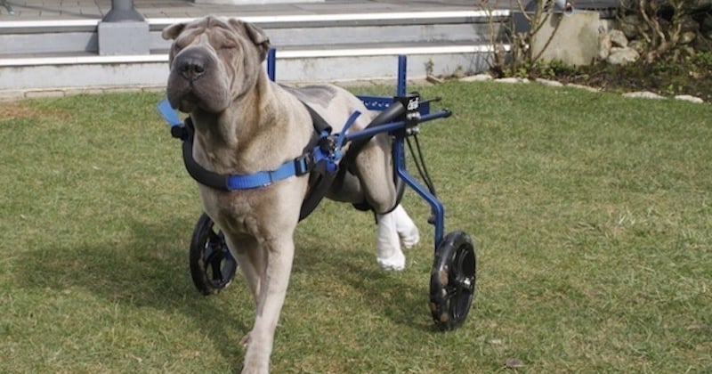 Cette chienne, paralysée des pattes arrière, revit grâce à un chariot roulant et à la détermination de son maître 