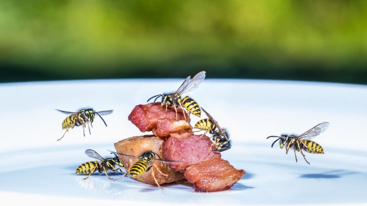 Cet ingrédient que vous avez dans votre cuisine va vous aider à repousser les guêpes en été 
