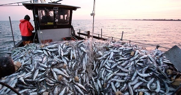 L'Union Européenne interdit enfin la pêche en eaux profondes au-delà de 800 mètres... Une grande première !