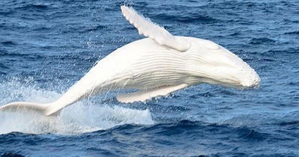 Un spécimen rarissime de baleine blanche aperçu au large de l'Australie... Les photos sont incroyables !