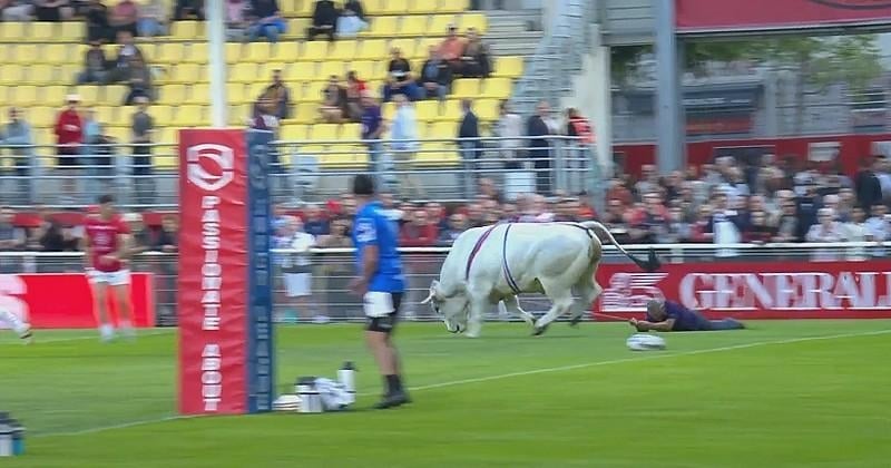 Perpignan : en plein échauffement d'un match de rugby, un taureau en furie débarque sur le terrain