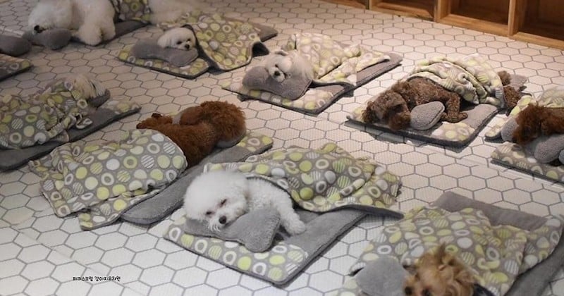 Dans cette garderie canine, ces chiots dorment paisiblement sur ces photos attendrissantes