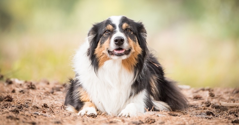 En Bretagne, une chienne décède après avoir reçu un tir de carabine