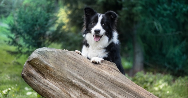 Espagne : séparés, ces ex-conjoints obtiennent la garde alternée de leur chien