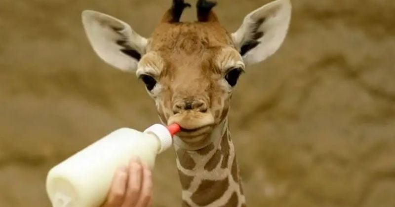 Loir-et-Cher : naissance exceptionnelle d'un girafon au zoo de Beauval