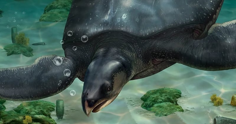 Une tortue géante de près de 4 mètres a été découverte en Espagne