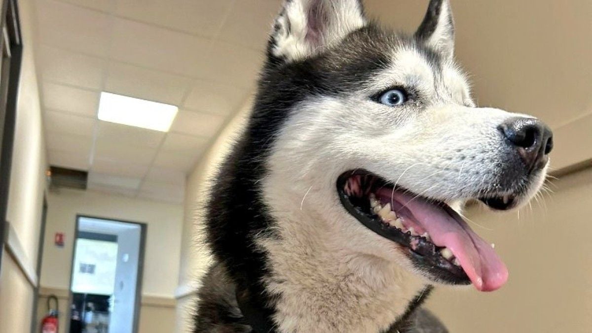 Le chien abandonné 