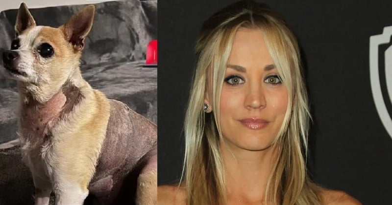 L'actrice Kaley Cuoco alerte les propriétaires de chiens sur cette plante qui a failli tuer son animal