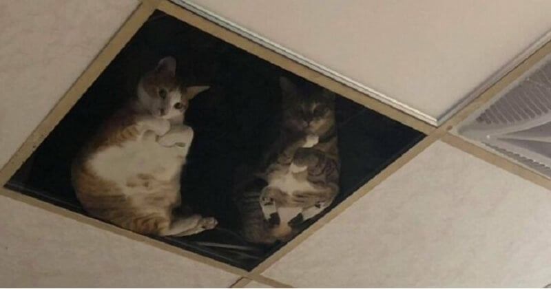Le propriétaire de ce magasin a installé des vitres au plafond pour que ses chats puissent voir ce qui se passe