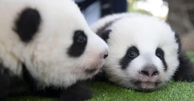 Zoo de Beauval : les noms définitifs des deux bébés pandas ont été dévoilés