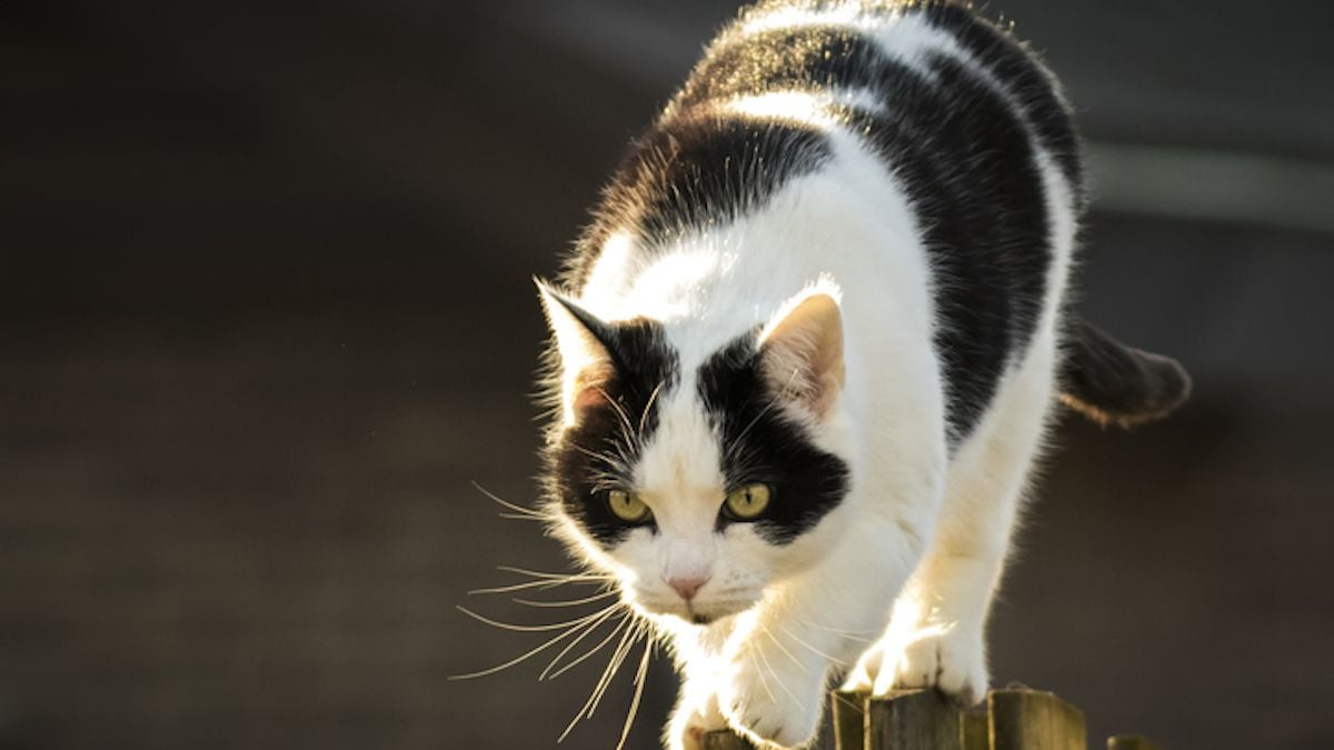 Son chat allait chez son voisin, elle est condamnée à une amende de 1 250 euros