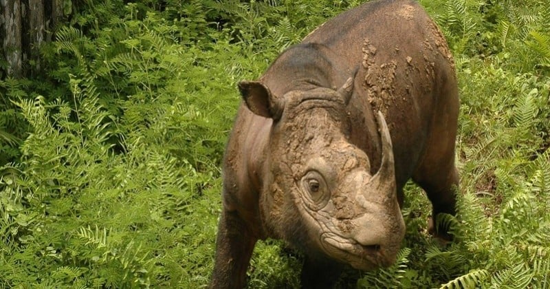 En Malaisie, le dernier rhinocéros mâle de Sumatra s'est éteint