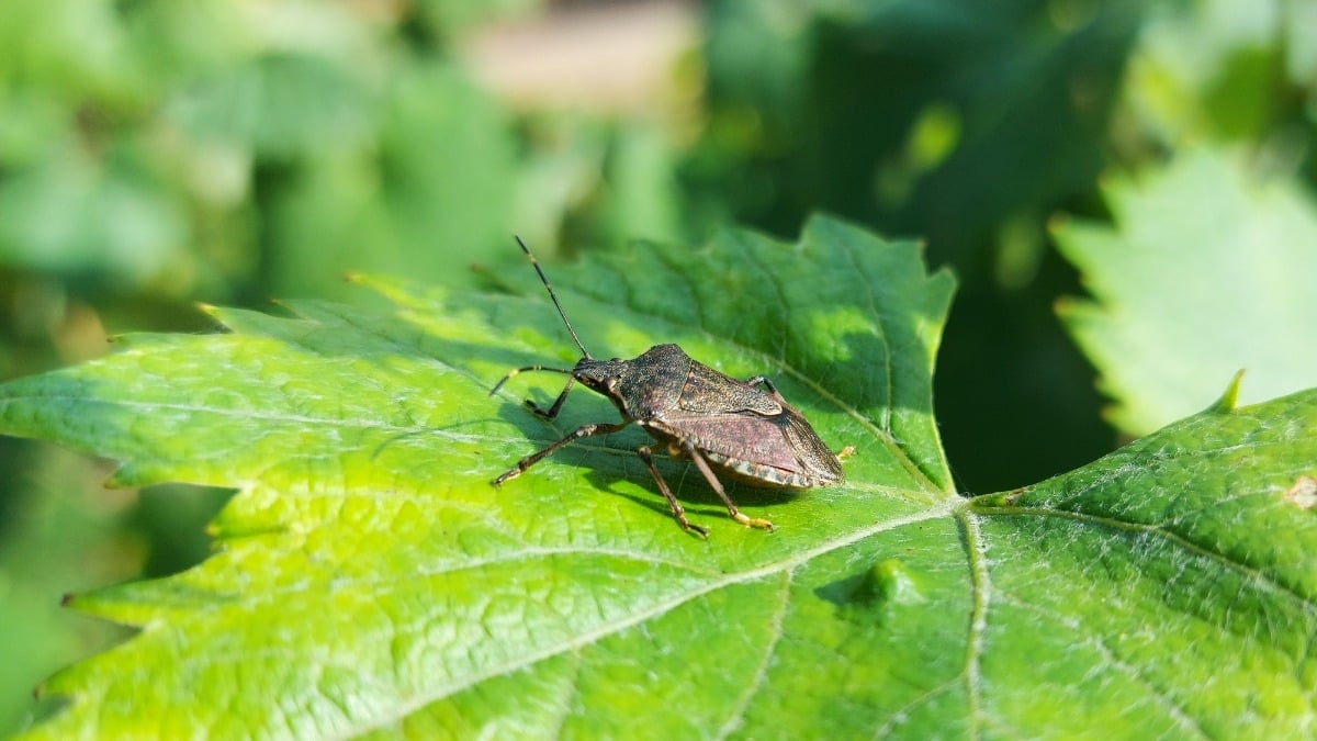 Ce piège anti-punaises de lit créé par un Français est redoutable pour se  débarrasser de ces insectes gênants