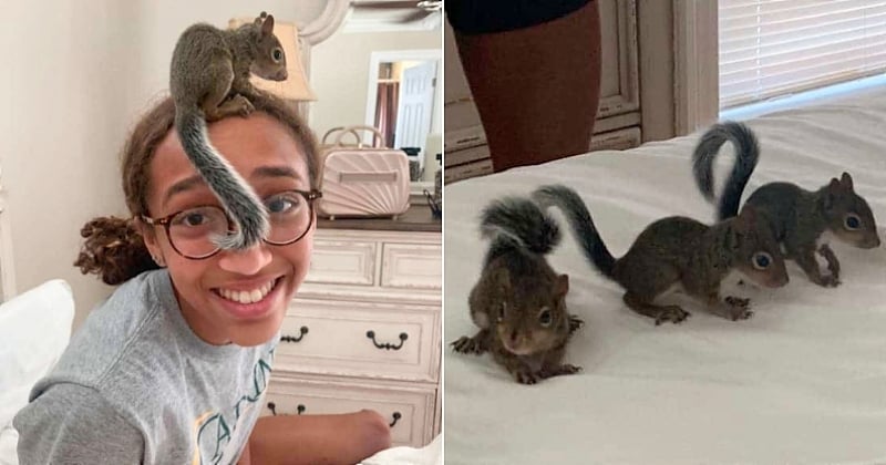 Une adolescente sauve trois bébés écureuils orphelins après la destruction de leur nid par l'ouragan Ida