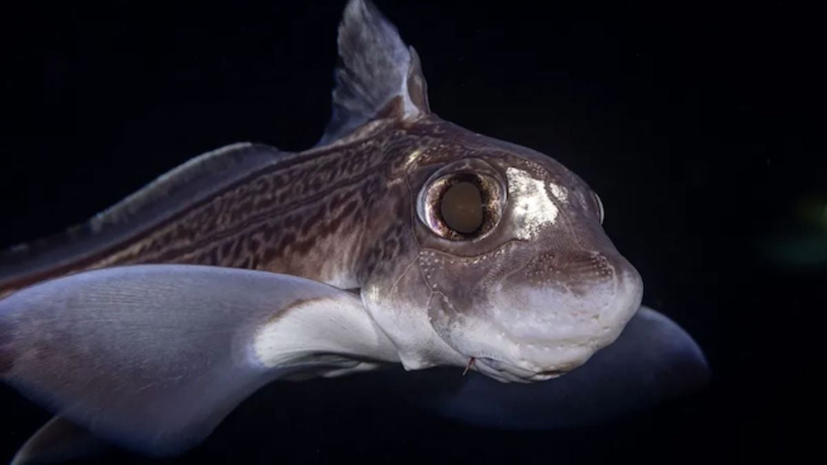 Un requin fantôme