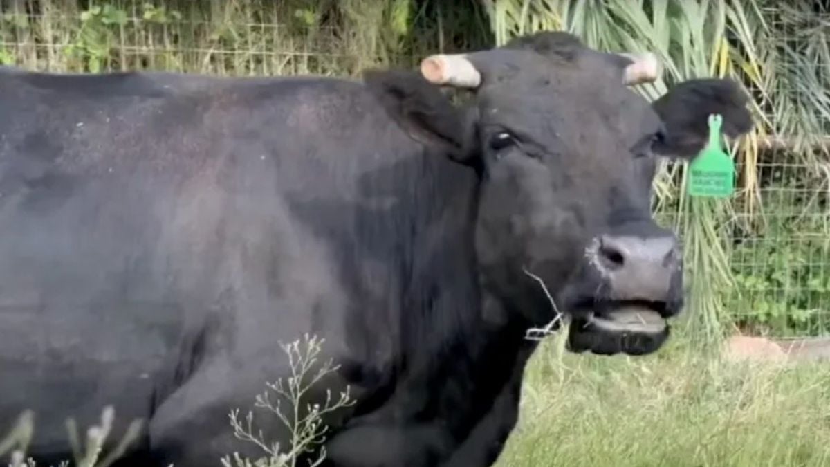 Une vache s'échappe d'un abattoir juste avant d'être tuée, les habitants se mobilisent pour lui sauver la vie