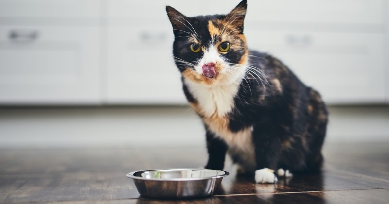 Un chat peut-il manger végétarien ? 