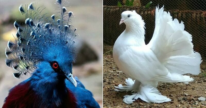 10 espèces de pigeons parmi les plus extraordinaires du monde