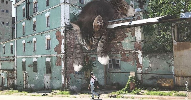 Les photos de cet artiste montrent des chats gigantesques