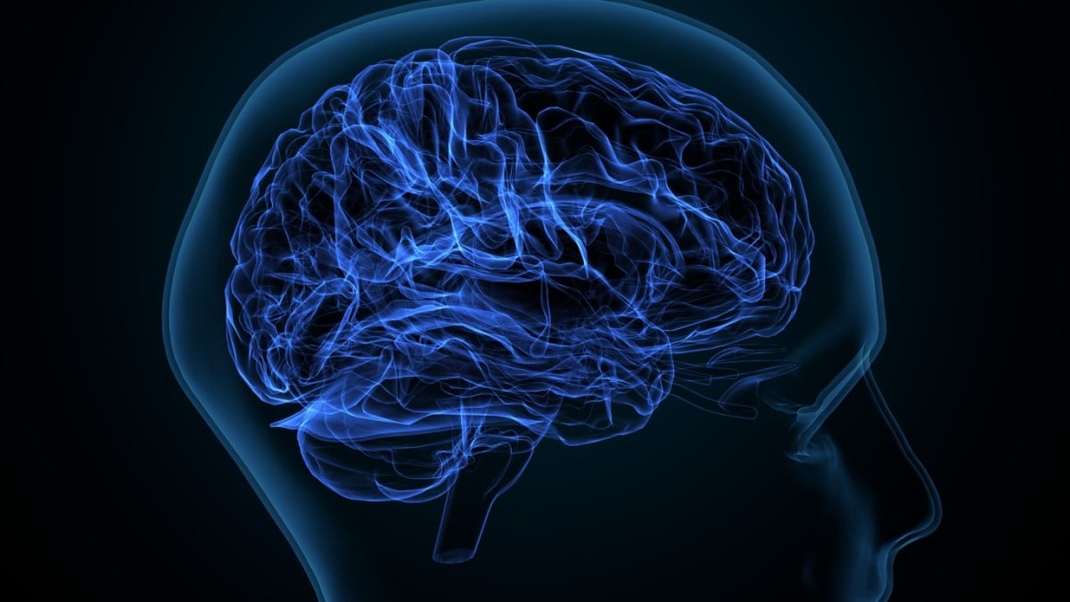 Le cerveau humain s'agrandirait au fil du temps, selon une étude