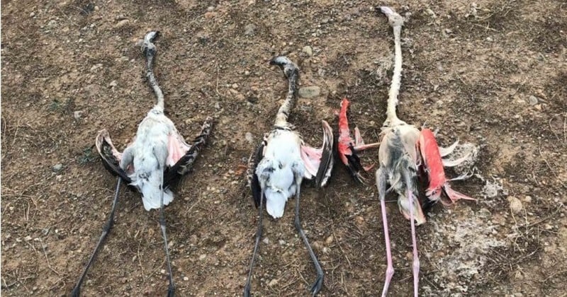 Des flamants roses retrouvés morts, criblés de plombs de chasse, dans une réserve naturelle en Corse