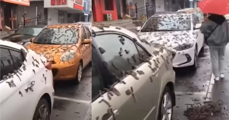 Une pluie de vers se serait abattue en pleine rue à Pékin